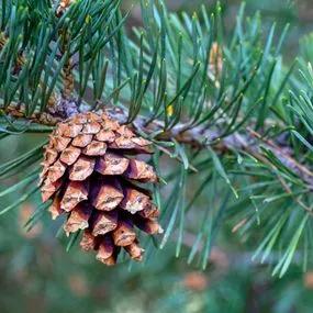 Pine Scots (Pinus sylvestris) 4